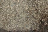 Polished Chondrite Meteorite Slice ( g) - Unclassified NWA #238022-1